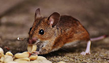 24 Hour & Emergency Exterminators in Bradfords Cross Roads, NC